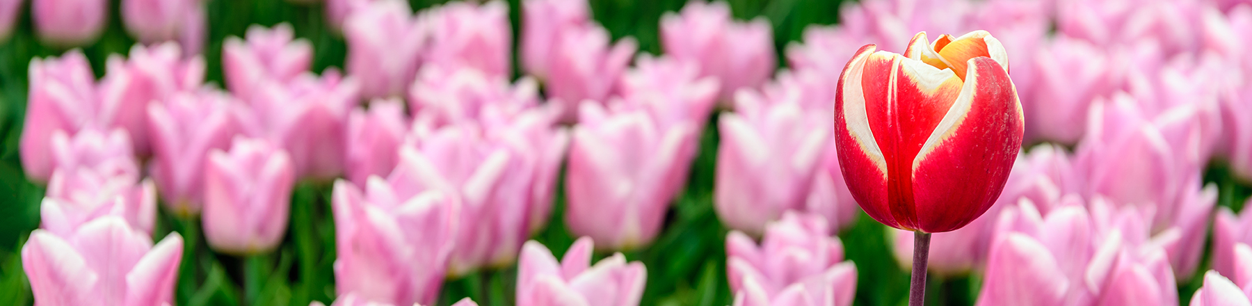 One-higher-above-the-others-flower-1800x440