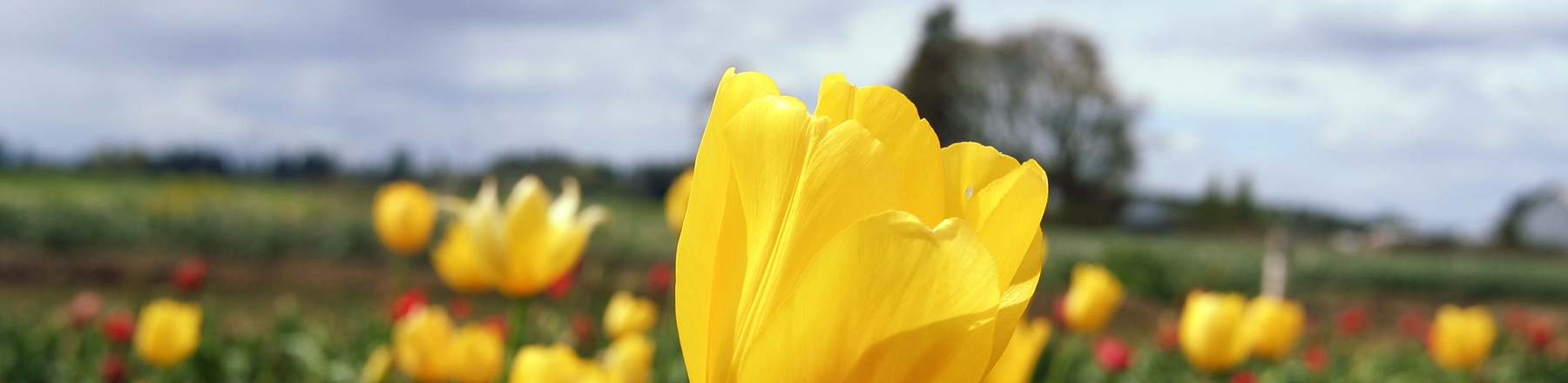 Yellow-Tulips-1800x440