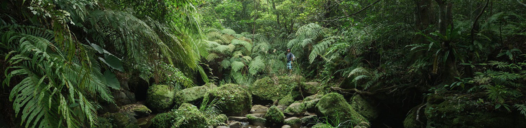 les-bois-et-forets-joindre-lutile
